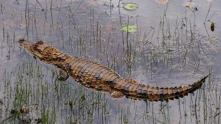 Costa Rica Field Schools for Canadian Biology and Environmental Science Students
