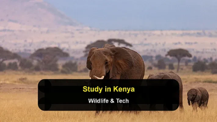 Kenya: Wildlife Conservation, Climate Science, and Tech Leadership