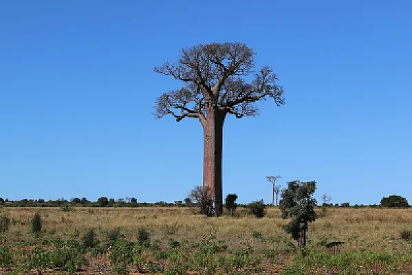 Madagascar's LMD System and Baccalaureat Malgache Explained