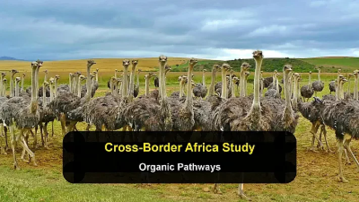 Organic Pathways: How Non-Governmental Student Groups Navigate Cross-Border Study in Africa