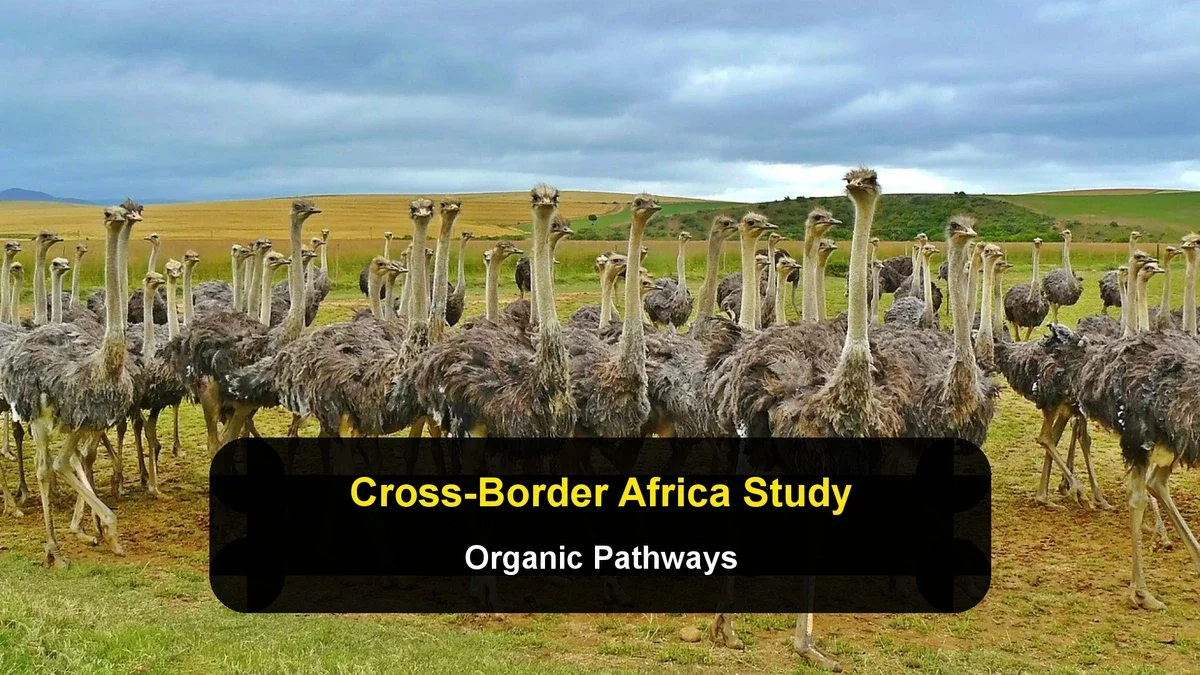 Organic Pathways: How Non-Governmental Student Groups Navigate Cross-Border Study in Africa
