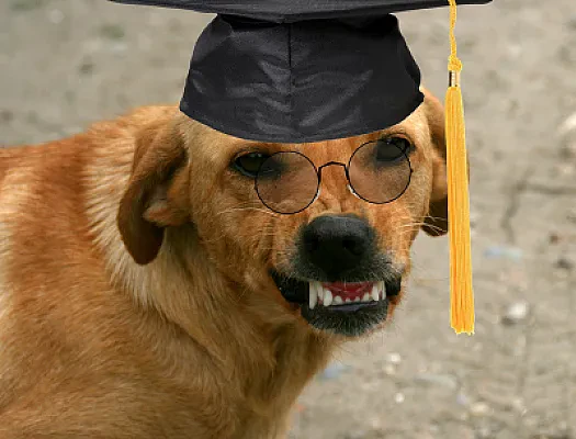 Queen's University's Grading Scale, Explained for Grad School and Exchange Applications