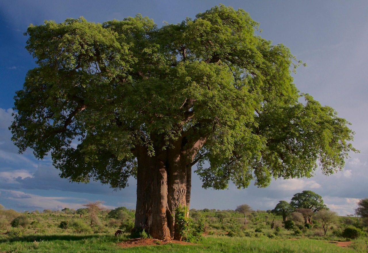 US Student Visa from Tanzania: Documents, Interview, and Common Refusals