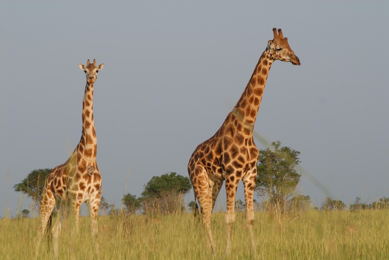 US Student Visa from Uganda: Documents, Interview, and Common Refusals