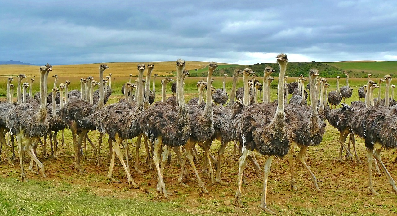 How to Verify a South African Qualification Through SAQA