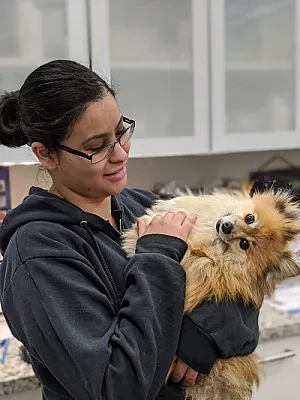 Veterinary School Admissions: Prerequisites, VMCAS, and Animal Experience Hours