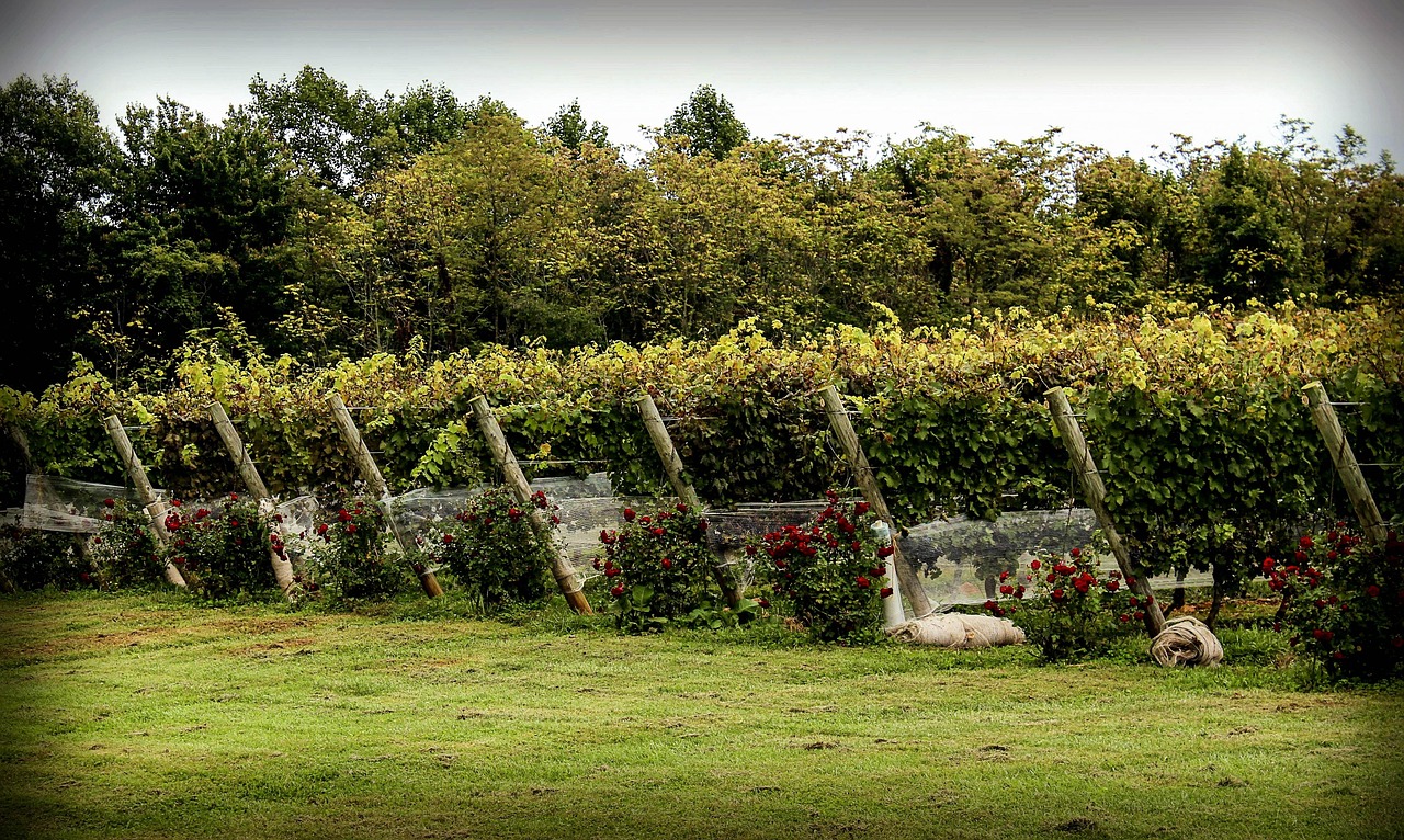 Viticulture and Enology Degrees for a Career in Wine