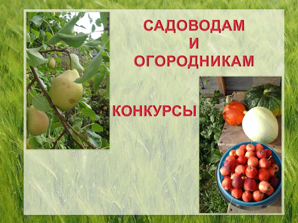Daily life at Siberian Research Institute of Agriculture and Peat