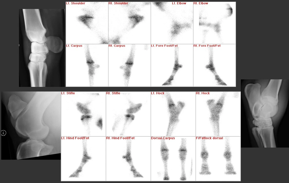 American College of Veterinary Radiology institutional setting